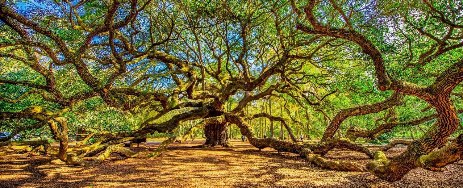 Angel Oak Tree